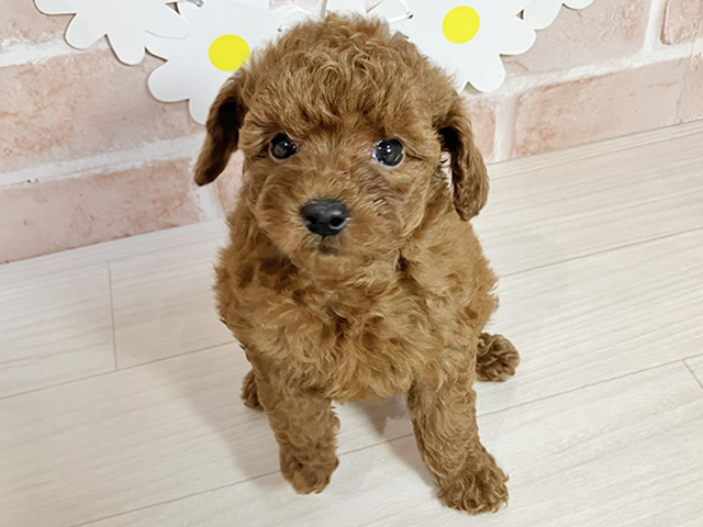 静岡県のタイニープードル (ペッツファースト富士南店/2025年8月12日生まれ/女の子/レッド)の子犬の1枚目の画像