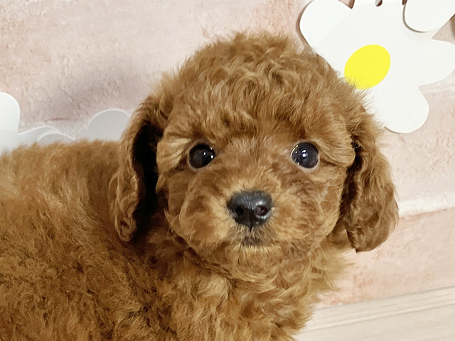静岡県のタイニープードル (ペッツファースト富士南店/2025年8月12日生まれ/女の子/レッド)の子犬の2枚目の画像