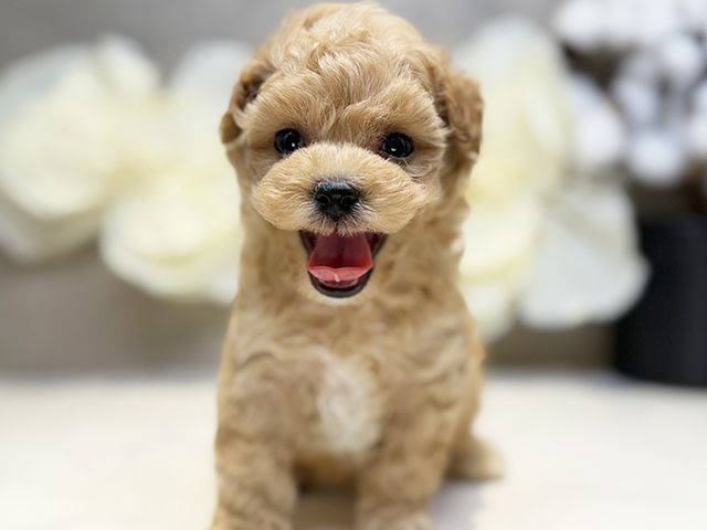 マルプー