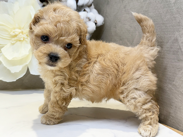 埼玉県のマルプー(マルチーズ×プードル) (ペッツファースト川口店/2025年8月12日生まれ/男の子/アプリコット)の子犬の2枚目の画像