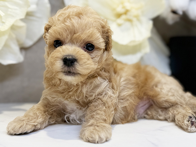 埼玉県のマルプー(マルチーズ×プードル) (ペッツファースト川口店/2025年8月12日生まれ/男の子/アプリコット)の子犬の3枚目の画像