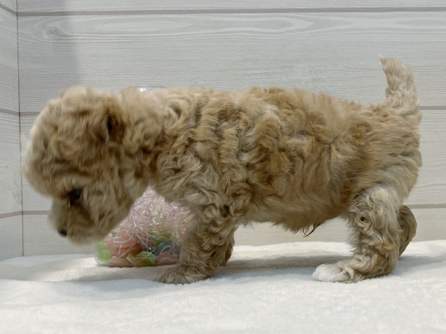 東京都のマルプー(マルチーズ×プードル) (ペッツファースト麻布十番店/2025年8月12日生まれ/男の子/アプリコットホワイト)の子犬の2枚目の画像