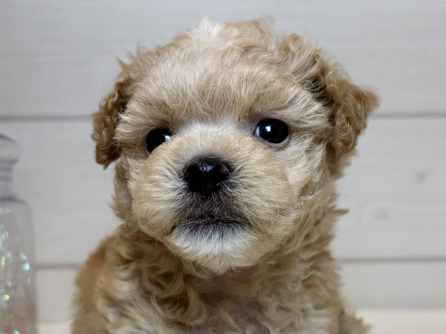 東京都のマルプー(マルチーズ×プードル) (ペッツファースト麻布十番店/2025年8月12日生まれ/男の子/アプリコットホワイト)の子犬の3枚目の画像