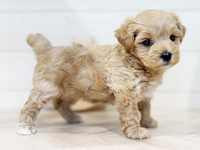 東京都のマルプー(マルチーズ×プードル) (ペッツファースト吉祥寺本店/2025年8月12日生まれ/女の子/アプリコットホワイト)の子犬の2枚目の画像