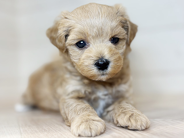 東京都のマルプー(マルチーズ×プードル) (ペッツファースト吉祥寺本店/2025年8月12日生まれ/女の子/アプリコットホワイト)の子犬の3枚目の画像