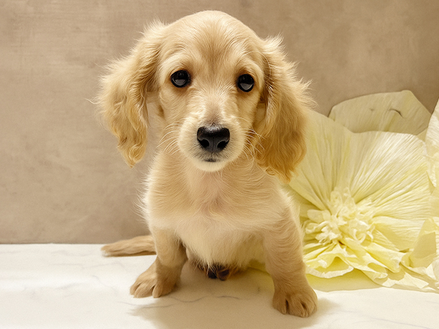 秋田県のミニチュアダックスフンド(ロング) (ペッツファースト秋田店/2025年8月10日生まれ/男の子/イエロー)の子犬