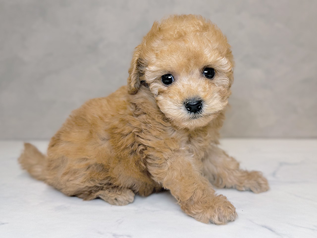 埼玉県のトイプードル(トイ) (ペッツファーストPETEMOレイクタウンmori店/2025年8月12日生まれ/女の子/アプリコット)の子犬の2枚目の画像