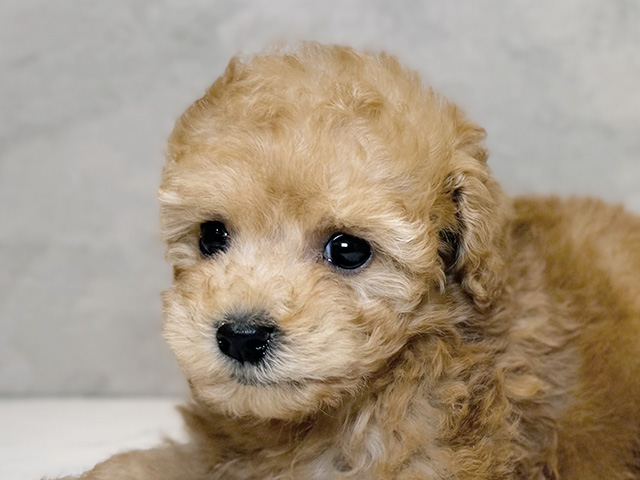 埼玉県のトイプードル(トイ) (ペッツファーストPETEMOレイクタウンmori店/2025年8月12日生まれ/女の子/アプリコット)の子犬の3枚目の画像