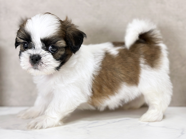 東京都のシーズー (ペッツファースト武蔵小山店/2025年8月13日生まれ/男の子/ホワイトゴールド)の子犬の2枚目の画像