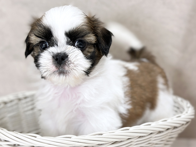 東京都のシーズー (ペッツファースト武蔵小山店/2025年8月13日生まれ/男の子/ホワイトゴールド)の子犬の3枚目の画像