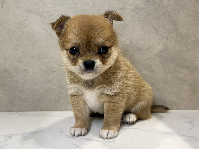 奈良県のチワ柴/柴チワ/チワシバ(チワワ×柴) (ペッツファースト橿原店/2025年8月13日生まれ/女の子/赤)の子犬の1枚目の画像