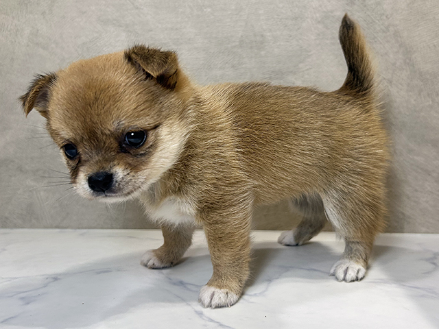 奈良県のチワ柴/柴チワ/チワシバ(チワワ×柴) (ペッツファースト橿原店/2025年8月13日生まれ/女の子/赤)の子犬の2枚目の画像