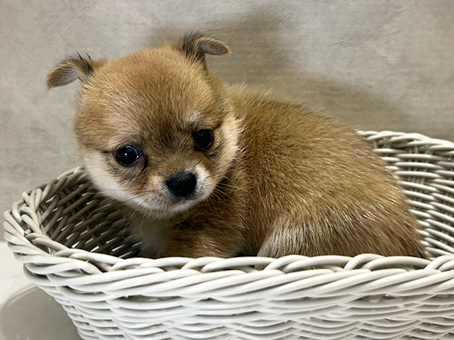 奈良県のチワ柴/柴チワ/チワシバ(チワワ×柴) (ペッツファースト橿原店/2025年8月13日生まれ/女の子/赤)の子犬の3枚目の画像