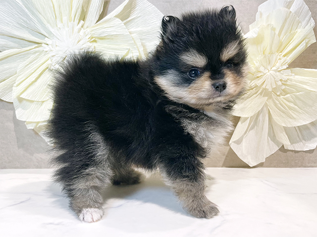 東京都のポメラニアン (ペッツファースト豊洲店/2025年8月13日生まれ/女の子/ブラックタン)の子犬の2枚目の画像