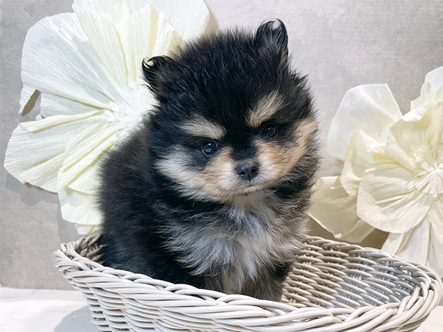 東京都のポメラニアン (ペッツファースト豊洲店/2025年8月13日生まれ/女の子/ブラックタン)の子犬の3枚目の画像