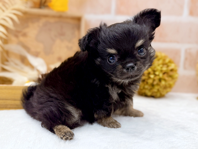 東京都のチワワ(ロング) (ペッツファースト広尾店/2025年8月13日生まれ/男の子/ブラックタン)の子犬の2枚目の画像