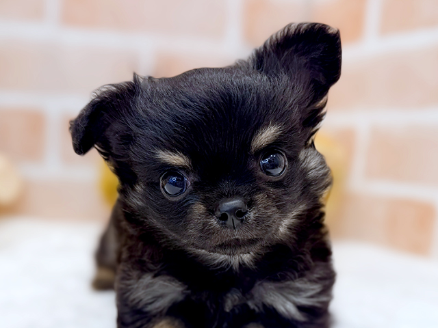 東京都のチワワ(ロング) (ペッツファースト広尾店/2025年8月13日生まれ/男の子/ブラックタン)の子犬の3枚目の画像
