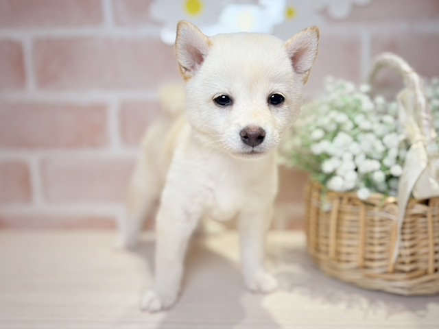 岡山県の豆柴 (ペッツファースト倉敷店/2025年8月13日生まれ/女の子/白)の子犬