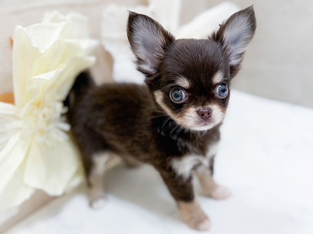 東京都のチワワ(ロング) (ペッツファースト町田店/2025年8月13日生まれ/女の子/チョコレートタンホワイト)の子犬の2枚目の画像