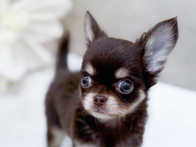 東京都のチワワ(ロング) (ペッツファースト町田店/2025年8月13日生まれ/女の子/チョコレートタンホワイト)の子犬の3枚目の画像