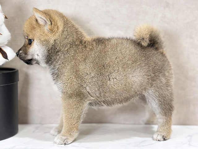 東京都の豆柴 (ペッツファースト武蔵小山店/2025年8月13日生まれ/男の子/赤)の子犬の2枚目の画像