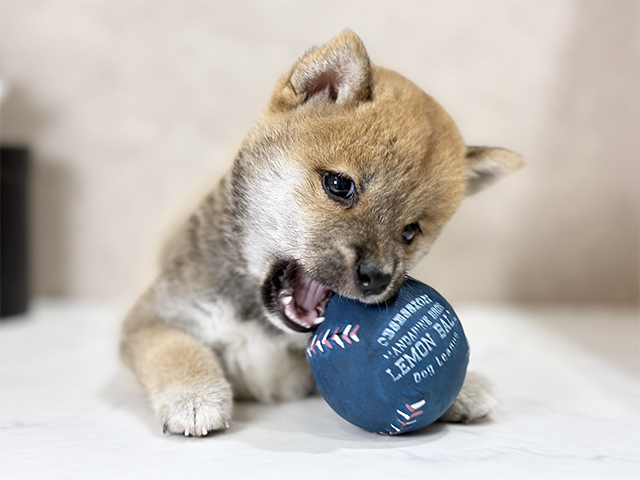 東京都の豆柴 (ペッツファースト武蔵小山店/2025年8月13日生まれ/男の子/赤)の子犬の3枚目の画像