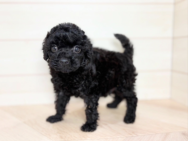 兵庫県のトイプードル(トイ) (ペッツファースト神戸元町店/2025年8月13日生まれ/男の子/ブラック)の子犬の2枚目の画像