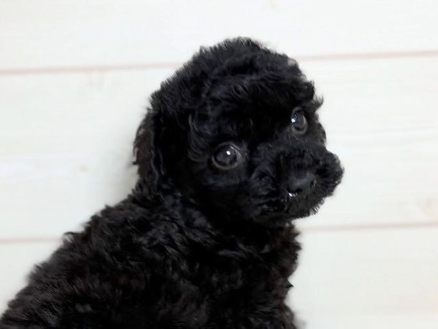 兵庫県のトイプードル(トイ) (ペッツファースト神戸元町店/2025年8月13日生まれ/男の子/ブラック)の子犬の3枚目の画像