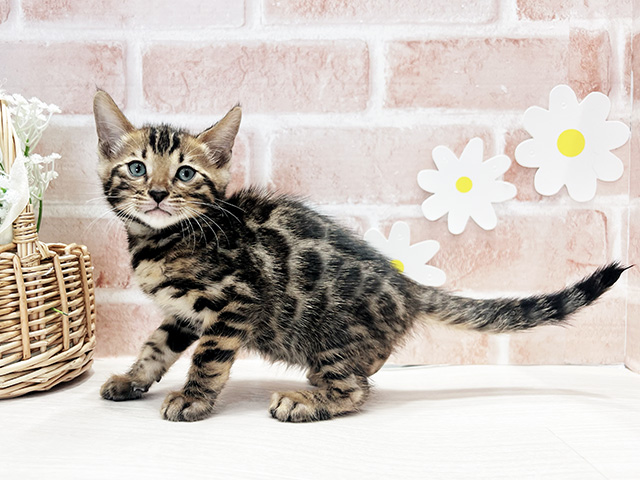 福岡県のベンガル (ペッツファースト筑紫野店/2025年8月11日生まれ/男の子/ブラウンスポットタビー)の子猫の2枚目の画像