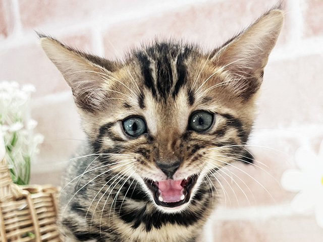 福岡県のベンガル (ペッツファースト筑紫野店/2025年8月11日生まれ/男の子/ブラウンスポットタビー)の子猫の3枚目の画像