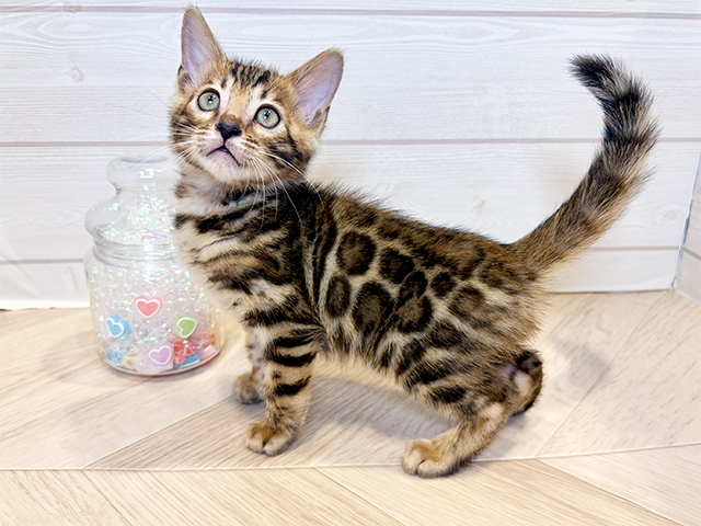 神奈川県のベンガル (ペッツファースト川崎店/2025年8月11日生まれ/男の子/ブラウンスポットタビー)の子猫の2枚目の画像