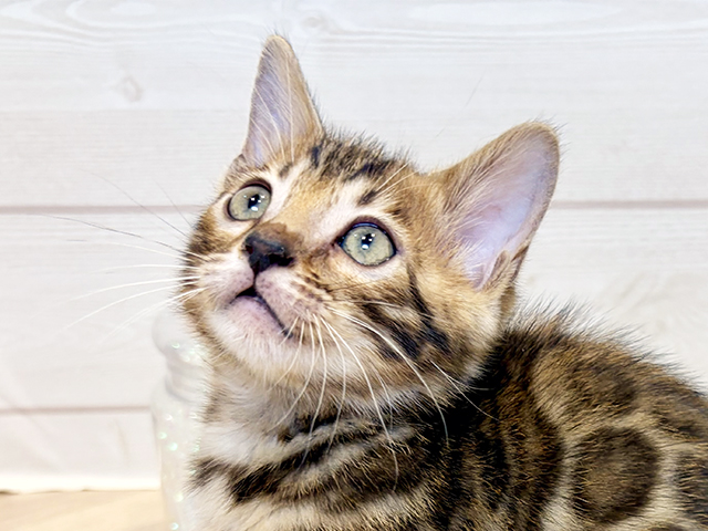 神奈川県のベンガル (ペッツファースト川崎店/2025年8月11日生まれ/男の子/ブラウンスポットタビー)の子猫の3枚目の画像