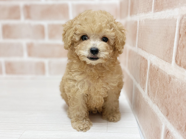大阪府のトイプードル(タイニー) (ペッツファースト高槻店/2025年8月13日生まれ/男の子/アプリコット)の子犬