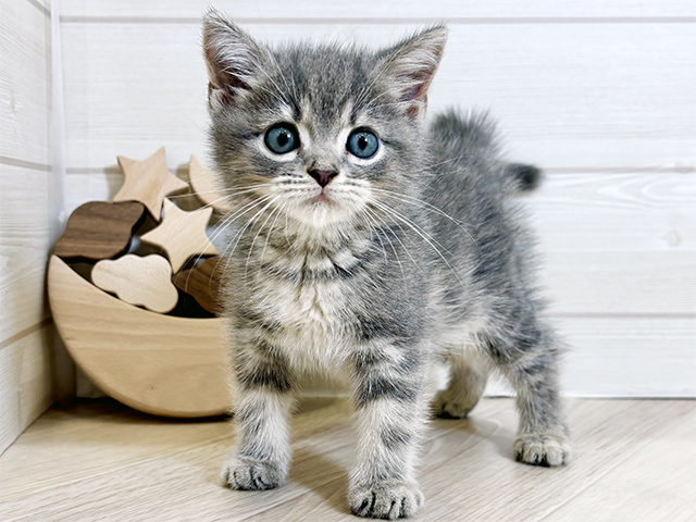 東京都のスコティッシュフォールド (ペッツファースト昭島店/2025年8月13日生まれ/男の子/ブルータビーホワイト)の子猫の1枚目の画像