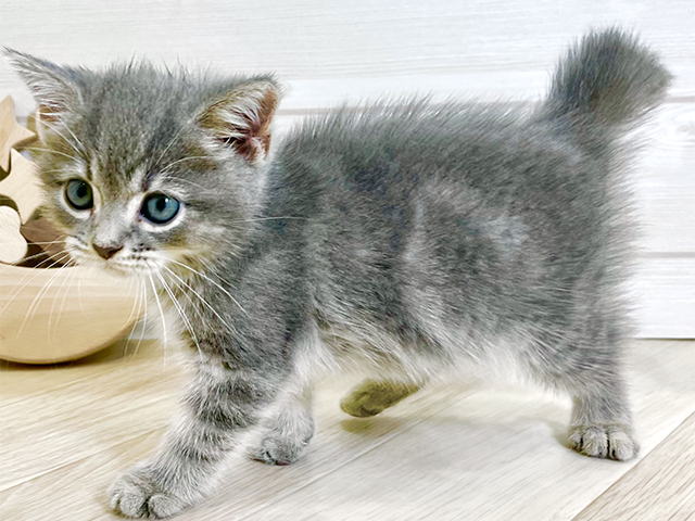 東京都のスコティッシュフォールド (ペッツファースト昭島店/2025年8月13日生まれ/男の子/ブルータビーホワイト)の子猫の2枚目の画像