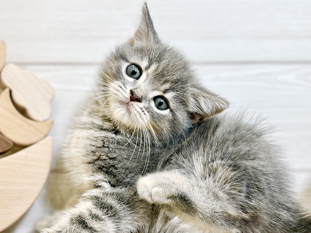 東京都のスコティッシュフォールド (ペッツファースト昭島店/2025年8月13日生まれ/男の子/ブルータビーホワイト)の子猫の3枚目の画像