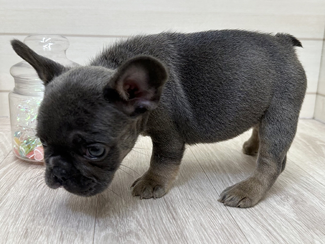 愛知県のフレンチブルドッグ (ペッツファースト大高店/2025年8月6日生まれ/女の子/ライラックタンホワイト)の子犬の2枚目の画像