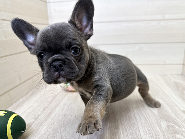 愛知県のフレンチブルドッグ (ペッツファースト大高店/2025年8月6日生まれ/女の子/ライラックタンホワイト)の子犬の3枚目の画像