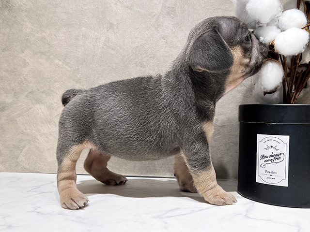 東京都のフレンチブルドッグ (ペッツファースト代官山店/2025年8月6日生まれ/女の子/ライラックタンホワイト)の子犬の2枚目の画像