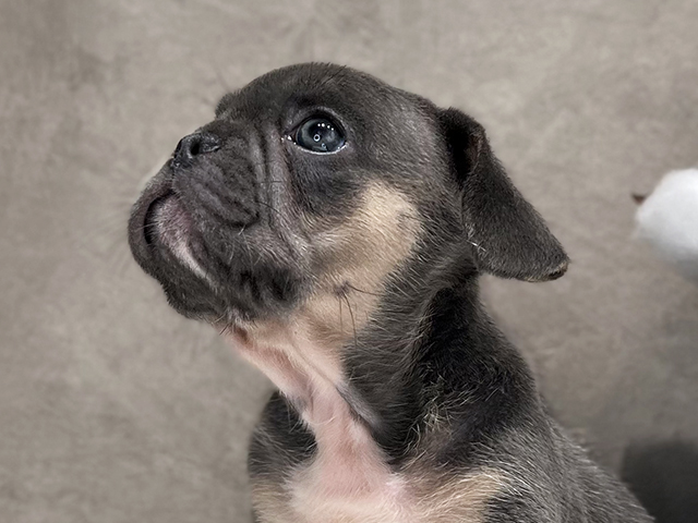 東京都のフレンチブルドッグ (ペッツファースト代官山店/2025年8月6日生まれ/女の子/ライラックタンホワイト)の子犬の3枚目の画像