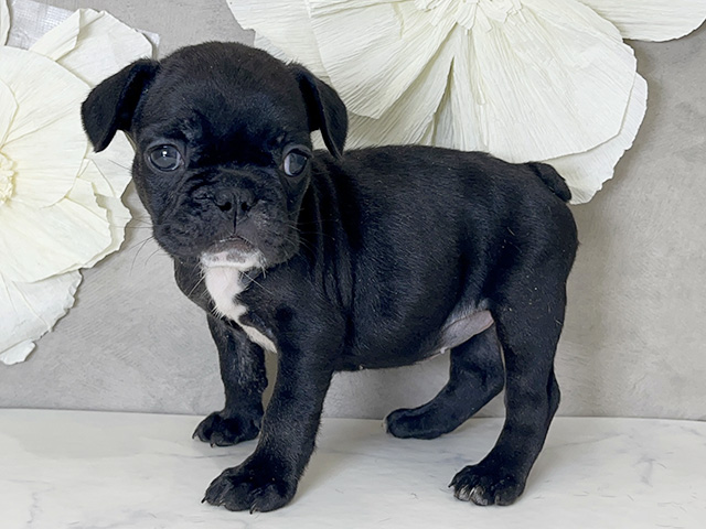 鳥取県のフレンチブルドッグ (ペッツファースト日吉津店/2025年8月12日生まれ/女の子/ブラックホワイト)の子犬の2枚目の画像
