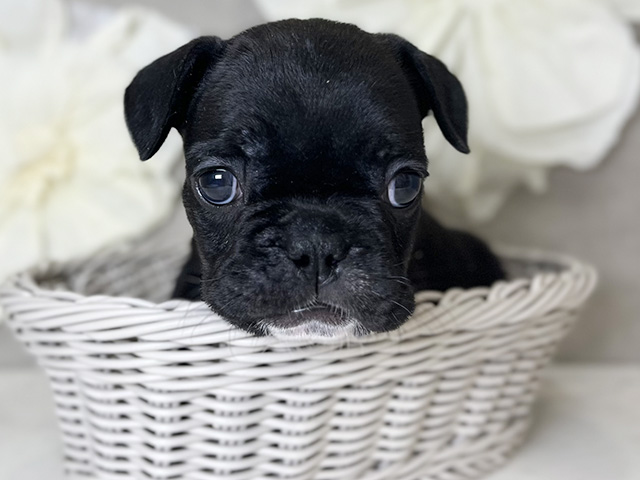 鳥取県のフレンチブルドッグ (ペッツファースト日吉津店/2025年8月12日生まれ/女の子/ブラックホワイト)の子犬の3枚目の画像