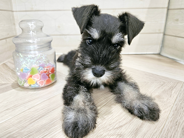 埼玉県のミニチュアシュナウザー (ペッツファーストレイクタウン店/2025年8月13日生まれ/男の子/ブラックシルバー)の子犬