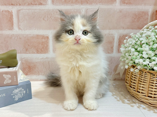 東京都のサイベリアン (ペッツファースト自由が丘店/2025年8月14日生まれ/女の子/ダイリュートキャリコ)の子猫の1枚目の画像