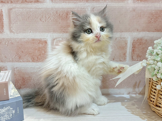東京都のサイベリアン (ペッツファースト自由が丘店/2025年8月14日生まれ/女の子/ダイリュートキャリコ)の子猫の2枚目の画像