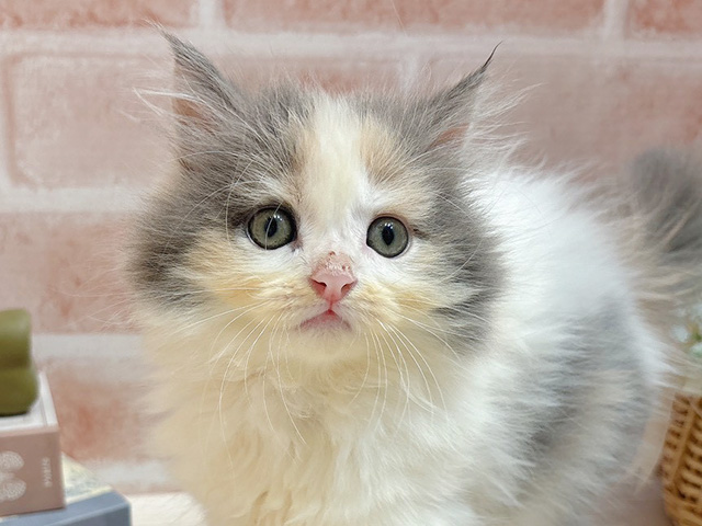 東京都のサイベリアン (ペッツファースト自由が丘店/2025年8月14日生まれ/女の子/ダイリュートキャリコ)の子猫の3枚目の画像