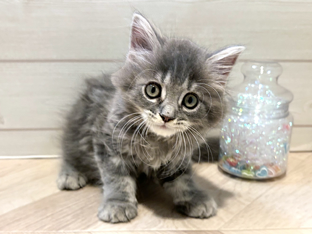 神奈川県のサイベリアン (ペッツファースト川崎店/2025年8月7日生まれ/男の子/ブルータビー)の子猫の1枚目の画像