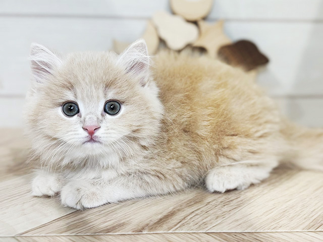 東京都のサイベリアン (ペッツファースト吉祥寺本店/2025年8月14日生まれ/女の子/クリームタビー)の子猫の2枚目の画像
