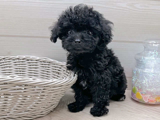 東京都のタイニープードル (ペッツファースト渋谷店/2025年8月13日生まれ/女の子/ブラック)の子犬