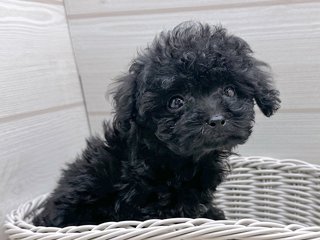 東京都のタイニープードル (ペッツファースト渋谷店/2025年8月13日生まれ/女の子/ブラック)の子犬の3枚目の画像